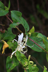 Close-up of white and yellow Honeysuckle flowers. Lonicera japonica, known as Japanese honeysuckle...