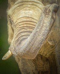Close Up of a Wild African Elephant Trunk and Tusk in Nature