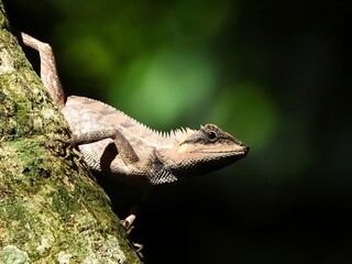 A Lizard Climbing a Tree Trunk in a Lush Green Forest