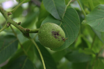 Rotten walnut fruits on branches with dark brown spots in the orchard. Walnut tree with disease on summer