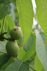 Rotten walnut fruits on branches with dark brown spots in the orchard. Walnut tree with disease on summer