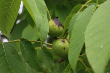 Rotten walnut fruits on branches with dark brown spots in the orchard. Walnut tree with disease on summer