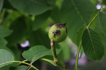 Rotten walnut fruits on branches with dark brown spots in the orchard. Walnut tree with disease on summer