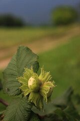 Unripe green hazelnuts growing on branch on springtime. Corylus avellana tree