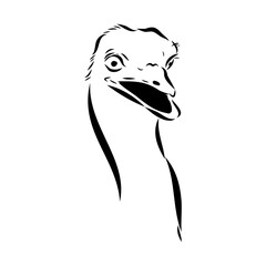 ostrich, vector sketch