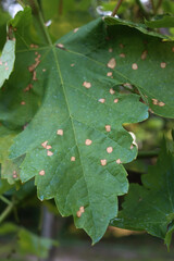 close-up of green Vine leaves in the vineyard with Black Rot. Disease caused by Guignardia bidwellii