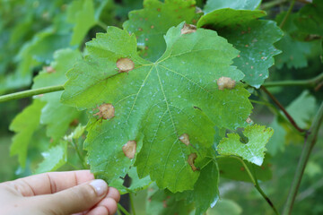 close-up of green Vine leaves in the vineyard with Black Rot. Disease caused by Guignardia bidwellii