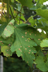 close-up of green Vine leaves in the vineyard with Black Rot. Disease caused by Guignardia bidwellii