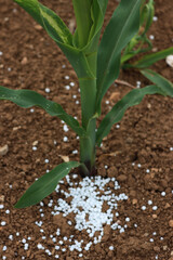 White granular fertilizer near corn plantss  in a row in a agricultural field on springtime