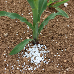 White granular fertilizer near corn plantss  in a row in a agricultural field on springtime