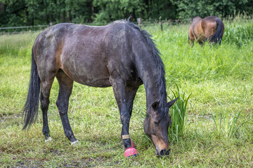 Fototapeta premium Dreckig nach dem Wälzen grast ein dunkelbraunes Pferd mit pinken Glocken zu Beginn der Weidesaison auf einer Wiese mit unterschiedlich langem Gras