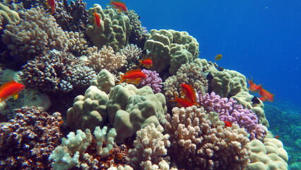 Colorful tropical fish on a coral reef, amazingly beautiful fairy world. In the coral gardens of the Red Sea.

