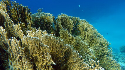 Colorful tropical fish on a coral reef, amazingly beautiful fairy world. In the coral gardens of the Red Sea.


