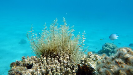 Colorful tropical fish on a coral reef, amazingly beautiful fairy world. In the coral gardens of the Red Sea.

