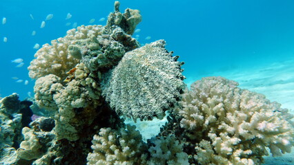 Colorful tropical fish on a coral reef, amazingly beautiful fairy world. In the coral gardens of the Red Sea.

