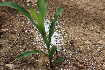 White granular fertilizer near corn plantss  in a row in a agricultural field on springtime