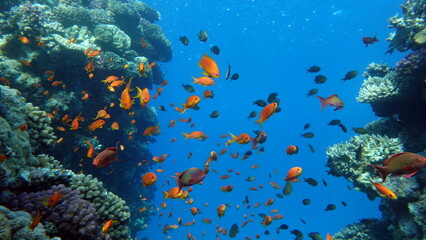 Colorful tropical fish on a coral reef, amazingly beautiful fairy world. In the coral gardens of the Red Sea.
