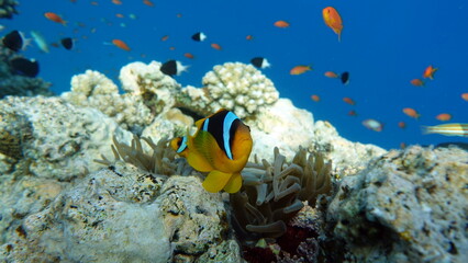 Colorful tropical fish on a coral reef, amazingly beautiful fairy world. In the coral gardens of the Red Sea.

