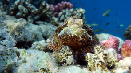 Scorpionfish, Fish - type bone fish Osteichthyes, Scorpaenidae, Flathead scorpenopsis.