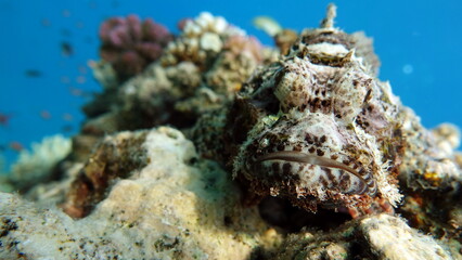 Scorpaenidae. Short-fledged dendrochir.
Tassled Scorpionfish. Fish - a type of bone fish Osteichthyes. Scorpaenidae. Flat-headed scorpenopsis.
