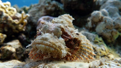 Scorpionfish, Fish - type bone fish Osteichthyes, Scorpaenidae, Flathead scorpenopsis.