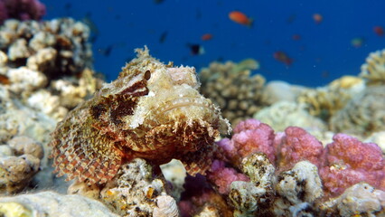 Scorpionfish, Fish - type bone fish Osteichthyes, Scorpaenidae, Flathead scorpenopsis.