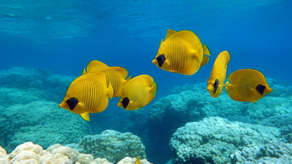 Colorful tropical fish on a coral reef, amazingly beautiful fairy world. In the coral gardens of the Red Sea.
