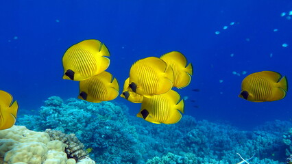 Colorful tropical fish on a coral reef, amazingly beautiful fairy world. In the coral gardens of...