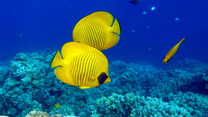Masked butterflyfish. Fish - a type of bone fish Osteichthyes. Butterfly fish Chaetodontidae. Masked butterfly fish.
Butterfly fish in a mask is a typical endemic of the Red Sea.


