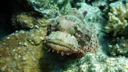 Scorpionfish, Fish - type bone fish Osteichthyes, Scorpaenidae, Flathead scorpenopsis.