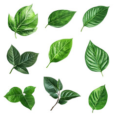 Naklejka premium Lush Green Leaves Vibrant Abstract Design Nature Inspired Art