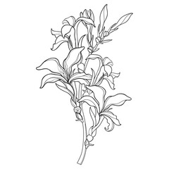 Bouquet of outline Canna lily flower bunch with bud in black isolated on white background.