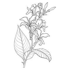 Bouquet of outline Canna lily flower with bud and leaves in black isolated on white background. 