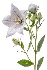 white balloon flower on white background