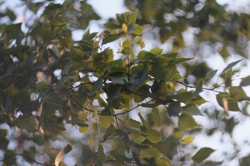 brzoza  © FotoWave Dawid Nowak