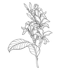 Bouquet of outline Canna lily flower with bud and leaf in black isolated on white background. 
