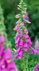 Beautiful close-up of digitalis purpurea