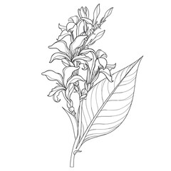 Bouquet of outline Canna lily flower with bud and leaf in black isolated on white background. 