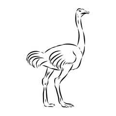 ostrich, vector sketch