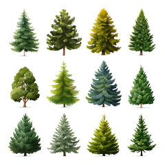 Obraz premium Collection of Evergreen Trees Fir, Pine, and Spruce Illustrations