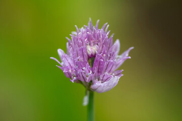 close up of pale purple chive flower allium schoenoprasum with a blurred green background