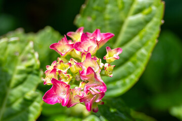 beautiful pink flowers of hydrangea macrophylla also known as lacecap hydrangea and christmas flower