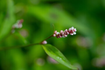 pink flowers of redshank persicaria maculosa with a blurred green background