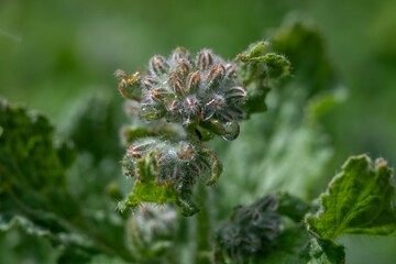 borage also known as starflower an annual herb in the flowering plant family boraginaceae native to the Mediterranean region