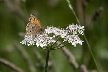 meadow brown butterfly gathering nectar from hogweed wildflower