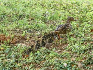 female mallard duck with family of cute ducklings
