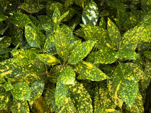 Aucuba japonica, spotted Japanese laurel aucuba, gold dust plant.