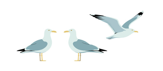 Three seagulls in different poses illustration