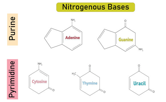 Nitrogenous Bases in DNA and RNA: Purines (Adenine, Guanine) vs Pyrimidines (Cytosine, Thymine, Uracil) Infographic Vector Illustration