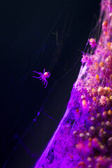 Glowing spider hatchling drifts from neon web cluster. Single spiderling hangs in deep purple void.